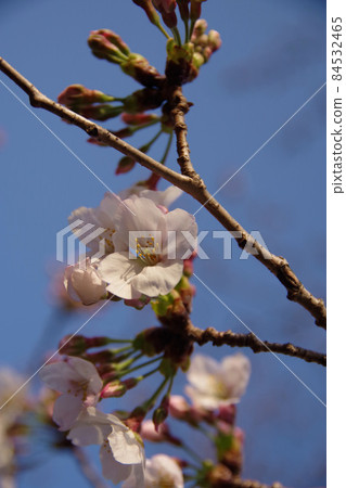 盛開的櫻花盛開在公園裡的染井吉野櫻花 84532465