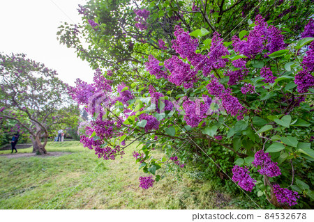 lilac bloom in Botanic garden named Grishko in Kiev 84532678