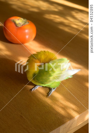 Lilian's lovebird and persimmon Lilian's lovebird and persimmon 84532895