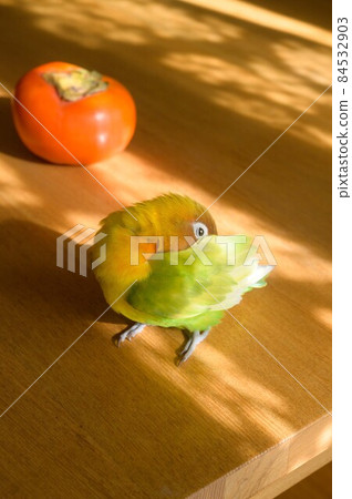 Lilian's lovebird and persimmon 84532903