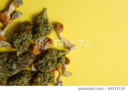 Layout of dried psilocybe mushrooms and marijuana buds on yellow background. Layout of dried psilocybe mushrooms and marijuana buds on yellow background. 84533130