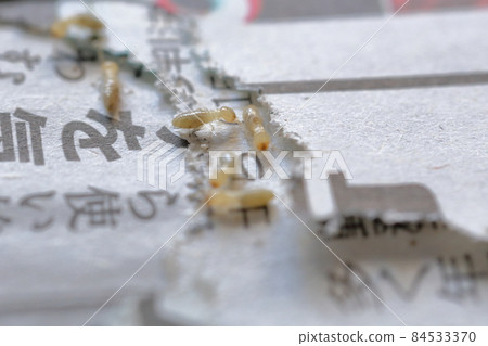 吃報紙的白蟻（大和白蟻） 84533370