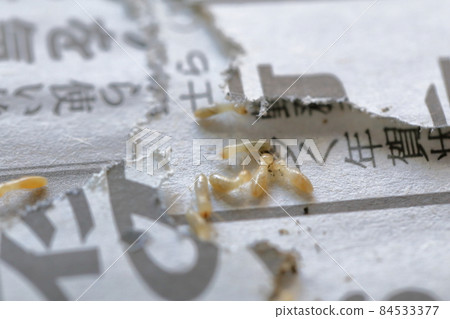 白蟻傷害（大和白蟻） 84533377