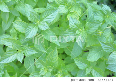 Basil leaves (lemon basil) Basil leaves (lemon basil) 84534425