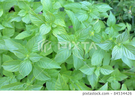 Basil leaves (lemon basil) 84534426