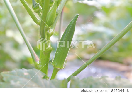 在田間種植的典型夏季蔬菜秋葵 在田間種植的典型夏季蔬菜秋葵 84534448