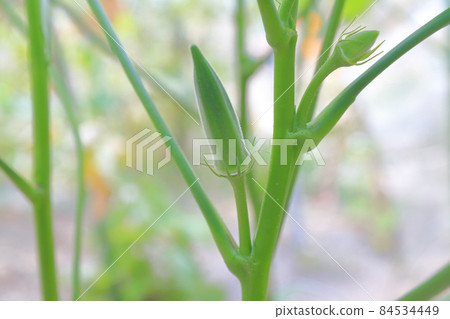 在田間種植的典型夏季蔬菜秋葵 在田間種植的典型夏季蔬菜秋葵 84534449