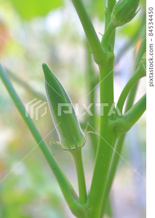 在田間種植的典型夏季蔬菜秋葵 在田間種植的典型夏季蔬菜秋葵 84534450