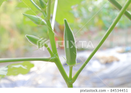 在田間種植的典型夏季蔬菜秋葵 在田間種植的典型夏季蔬菜秋葵 84534451