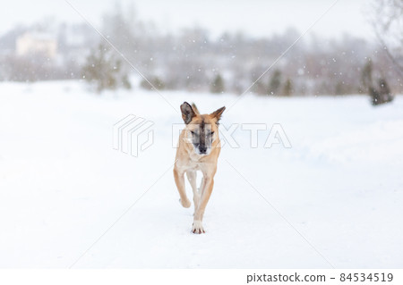 A cheerful and kind dog walks in the park in winter, plays in the snow.  84534519