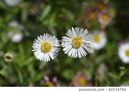 Mexican fleabane Mexican fleabane 84534709