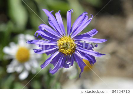 Alpine aster Alpine aster 84534710