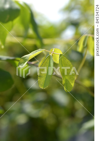 Five-leaf akebia 84534724