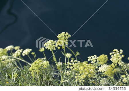 Sea fennel Sea fennel 84534733