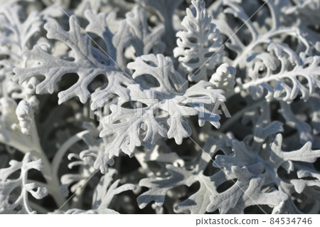 Silver ragwort 84534746