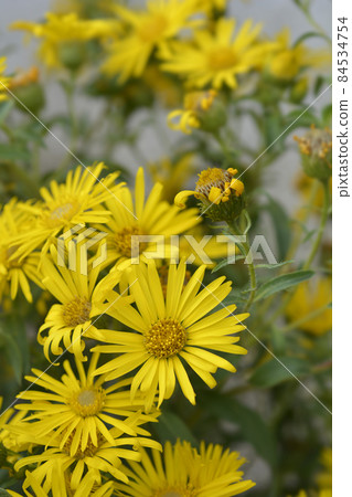 Lemonyellow false goldenaster Lemonyellow false goldenaster 84534754