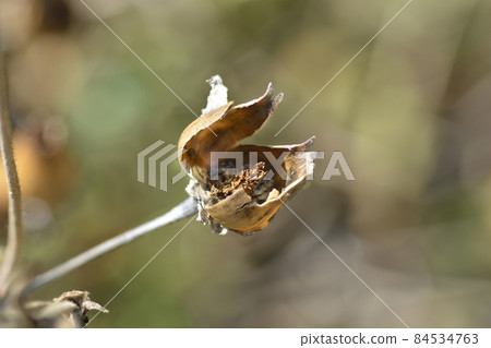 White campion 84534763