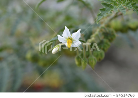 Sticky nightshade 84534766