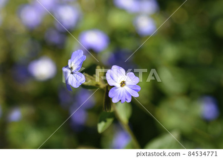 Bush violet Bush violet 84534771