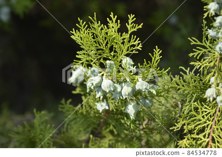 Oriental thuja 84534778