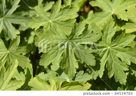 Rock cranesbill Rock cranesbill 84534783