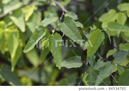 Trailing abutilon Trailing abutilon 84534785