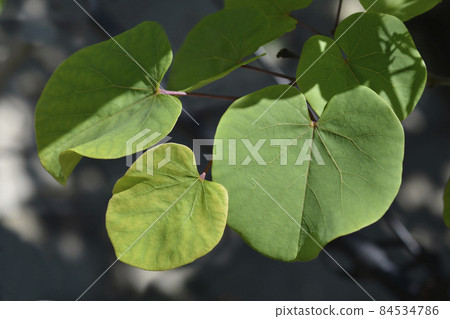 Judas tree Judas tree 84534786