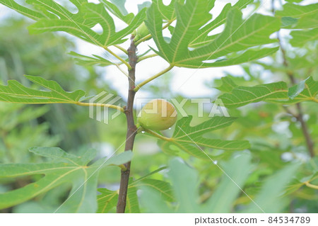 Ripe fig fruits and flowers 84534789
