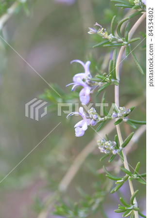 Rosemary Flower Rosemary Flower 84534802