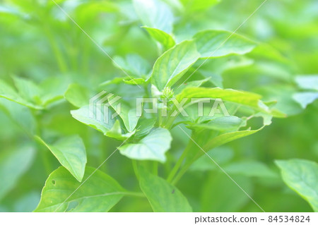 Popular herbs (sweet basil) 84534824
