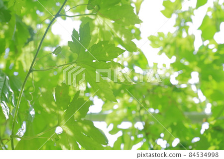 綠色窗簾戈雅 84534998