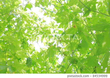 Green Curtain Green Curtain 84534999