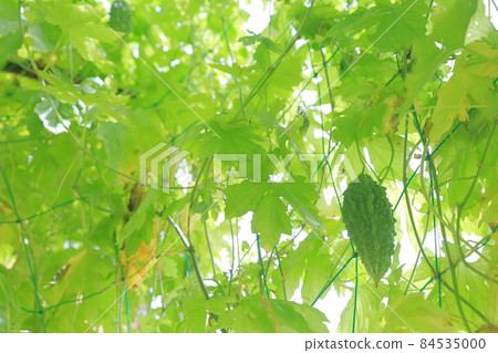 綠色窗簾戈雅 84535000