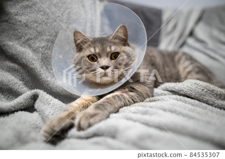 Gray Scottish straight-eared cat in a platsik veterinary collar after surgery lies sad at home on the couch. Exhausted British breed cat with vet Elizabethan collar to prevent licking wounds at home 84535307