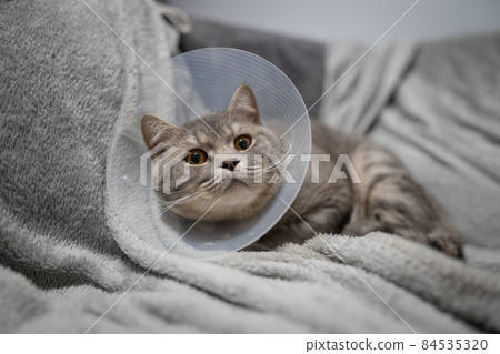 Gray Scottish straight-eared cat in a platsik veterinary collar after surgery lies sad at home on the couch. Exhausted British breed cat with vet Elizabethan collar to prevent licking wounds at home 84535320