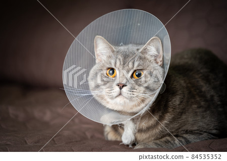 Tired cat gray Scottish Straight breed resting with veterinairy cone after surgery at home on the couch. Animal healthcare concept. After surgery cat's recovery in or E-Collar. Elizabethan Collar 84535352