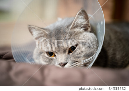 Domestic gray British Shorthair cat with orange eyes in a protective collar at home on the couch after surgery. The topic is medicine and the protection of pets. The cat is resting after castration 84535382