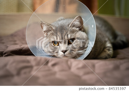 Domestic gray British Shorthair cat with orange eyes in a protective collar at home on the couch after surgery. The topic is medicine and the protection of pets. The cat is resting after castration 84535397