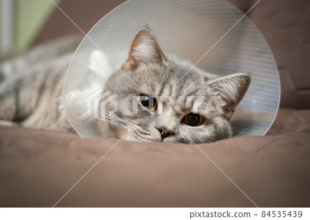 Sick gray Scottish Straight breed cat wearing pet medical collar cone Elizabethan collar to avoid licking at house. British cat after surgery at home on couch wearing protective plastic cone on head Sick gray Scottish Straight breed cat wearing pet medical collar cone Elizabethan collar to avoid licking at house. British cat after surgery at home on couch wearing protective plastic cone on head 84535439