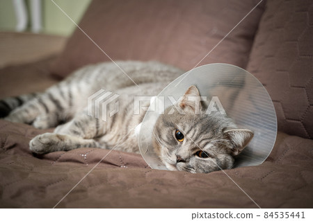 Tired cat gray Scottish Straight breed resting with veterinairy cone after surgery at home on the couch. Animal healthcare concept. After surgery cat's recovery in or E-Collar. Elizabethan Collar 84535441