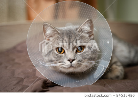 Domestic gray British Shorthair cat with orange eyes in a protective collar at home on the couch after surgery. The topic is medicine and the protection of pets. The cat is resting after castration 84535486