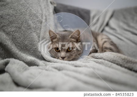 Sick gray Scottish Straight breed cat wearing pet medical collar cone Elizabethan collar to avoid licking at house. British cat after surgery at home on couch wearing protective plastic cone on head 84535823