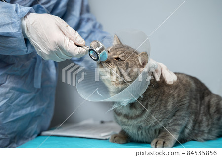 Scottish Straight cat in medical collar on examination by doctor in animal clinic. Pet healthcare. Concept of pets care, veterinary, healthy animals. Cat with Vet Elizabethan collar on vet exam table 84535856
