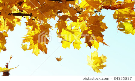 Beautiful autum leaves against sky 84535857