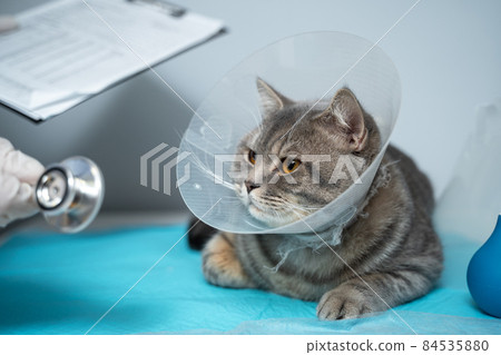 Close up of cat with an Elizabethan veterinary collar on veterinary examination table. Woman doctor in medical uniform with white gloves examines cat. Pet care concept, veterinary, healthy animals 84535880