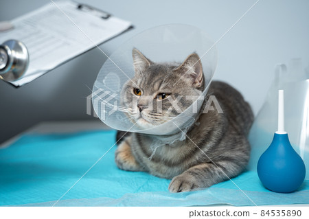 Veterinary and medicine theme for pets. An unrecognizable doctor examines a gray Scottish Straight cat wearing a protective collar after an operation on a table in an animal healthcare clinic 84535890