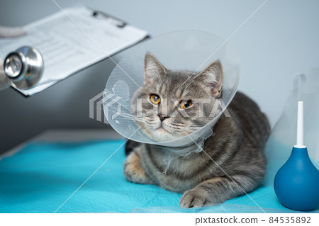 Close up of cat with an Elizabethan veterinary collar on veterinary examination table. Woman doctor in medical uniform with white gloves examines cat. Pet care concept, veterinary, healthy animals 84535892