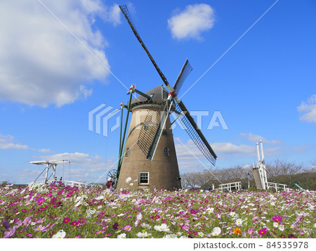 Sakura Furusato Square, Chiba Prefecture Windmills and Cosmos 84535978