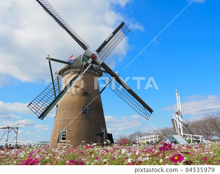 Sakura Furusato Square, Chiba Prefecture Windmills and Cosmos 84535979
