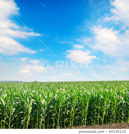 Corn field and sky with clouds 84536120
